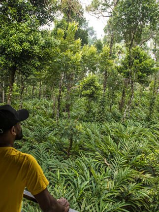 Spice JUNGLE munnar