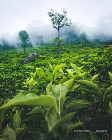 Ooty